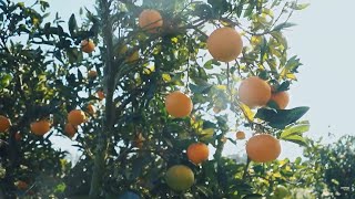 Sous le soleil Corse : L'Orange et ses racines