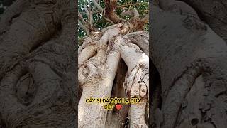 CÂY SI ĐÁ ĐỘC LẠ QUÁ ĐẸP TRÊN TÂY NGUYÊN HÙNG VĨ