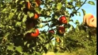 Celebrity The Five Basic Life Functions Profile