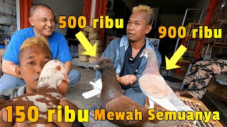 Harga Merpati 500 ribuan Edisi Tegal Spek Mewah || AWAS JANTUNGAN ..!!