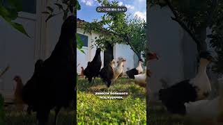 Как купить участок в Крыму? УРОК 1