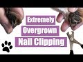 Extremely Overgrown Dog Nail Clip