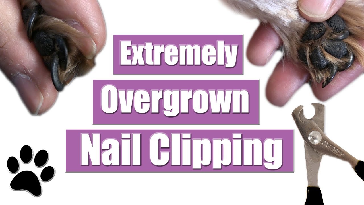 How To Stop a Dog's Nail From Bleeding