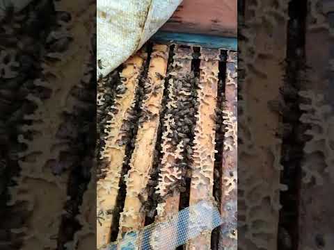 Делаю вентиляцию в улье для лучшего вывода влаги из гнезда пчёл во время зимовки.