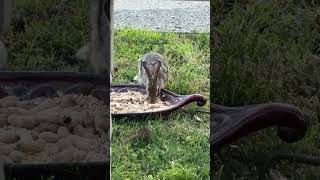 A video of Eastern Cottontail and Chipmunk. 🐿️ not a wildlife expert so unsure about exact species.