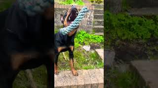 Cute dog goes for a walk [4K] YouTube (Must Watch) #shorts #short