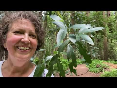 Medicinal Minute: Pepperwood, California Bay (Umbellularia californica)