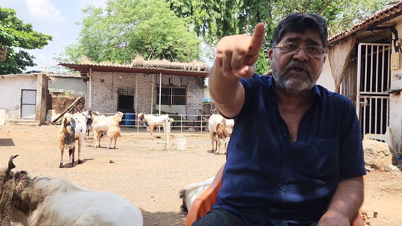 Raees Chachu Raees Chachu Ne Ki Palai Open 2024 | Al Maidah Goat Farm | Terms And ...