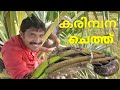 Toddy tapping method in kerala Palmyra plam tree l!! natural alcohol ( karimpana chethu )