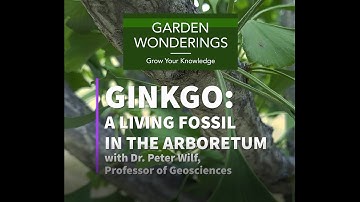 Ginkgo: A Living Fossil in the Arboretum
