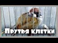 Вертикальные и горизонтальные прутья в клетке для попугая. Клетка для попугая.