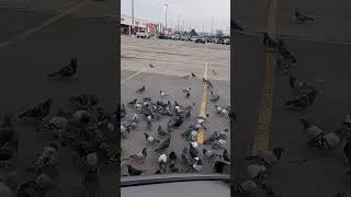 Feeding The Pigeons At Walmart by SportsMusicCars 388 views 3 months ago 2 minutes, 21 seconds