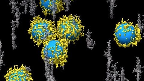 3D reconstructed Cryo Electron Tomography of a biomolecular corona structure