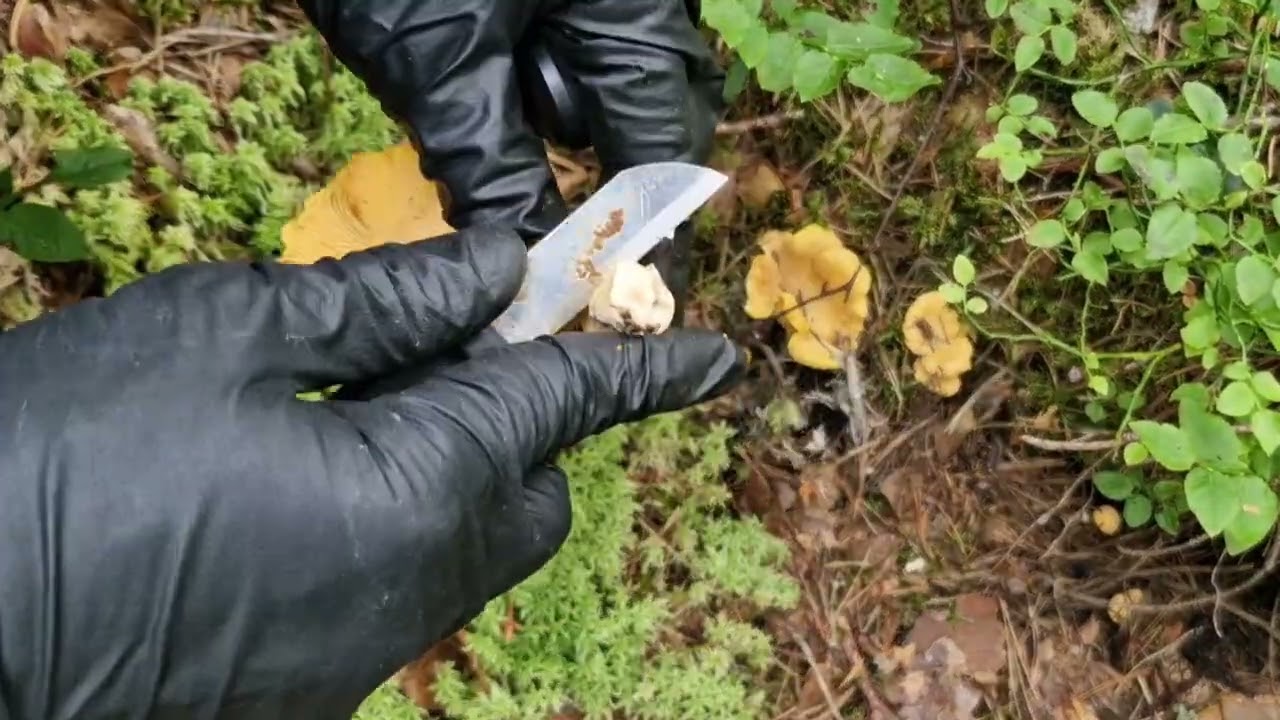 4 augusti 2025 ป่าฟ้าผ่าEP3 ต่อจากคลิปที่แล้วเห็ดกลุ่มใหญ่แต่แห้ง เลือกมาผัดส่วนหนึ่งค่ะ