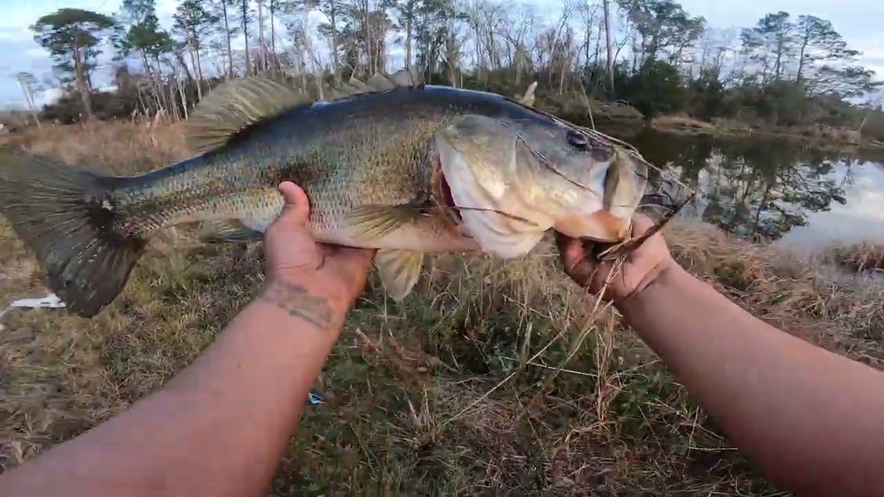 Catching Big Bass In The Middle Of January