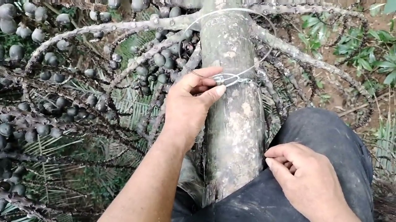 cách buộc thòng lọng bẫy chồn hương trên cây, dễ dàng, hiệu quả.