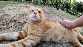 喧嘩でもしたの？仲良しのはずの茶トラ猫とクリーム猫が微妙に距離をおく