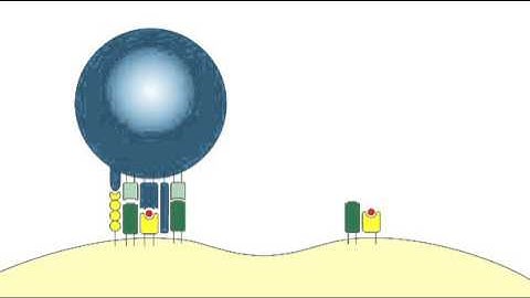 9 4 TCR APC Interaction