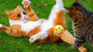 Funniest animals 2024 | Funny dogs and cats videos | Best Fails of The Week | New Funny Pets