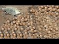 Sea turtle mother laying 1001 eggs  kadal tv