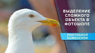 Выделение сложного объекта в фотошопе | Использование команды Выделение сложного объекта в фотошопе | Использование команды