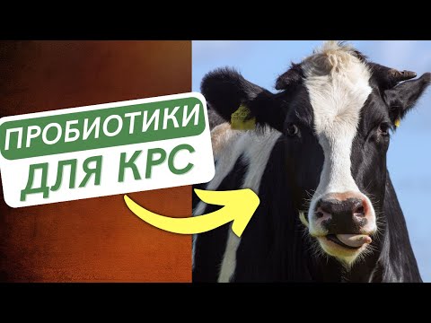НОВИНКА!! Пробиотик для КРС. Кормовые добавки. Гуминатрин ПРОБИО.