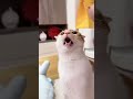 cats funny moments