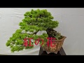 「隠れた名曲」「紅い花」 青木美保 カラオケ 岬ひろし