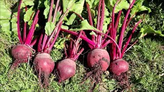 Easy to follow step by guide showing you how grow deliciously fresh
beetroot. why not have a go? its easy!