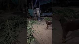 എന്റെ കൊച്ചു മുതലാളി