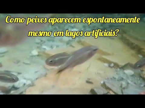 Vídeo: Como Os Lagos Aparecem