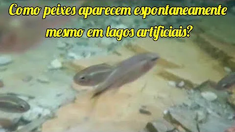 Em que ambiente podemos encontrar o peixe?