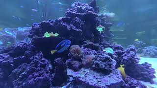 Local aquarium in ShenZhen 4K 60p