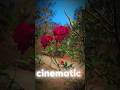 Beautiful Rose Cinematic Video 🌹 | Romantic Status | 4K Cinematic #Shorts