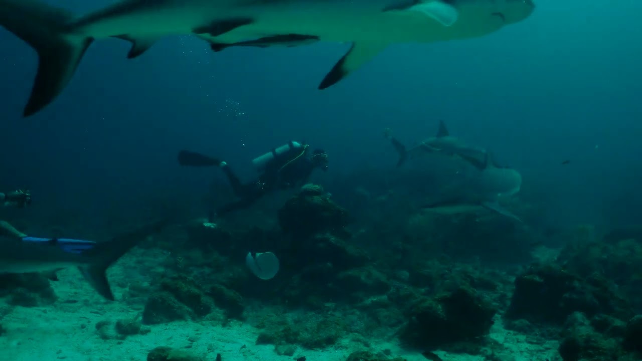 Lunch with Reef Sharks.
