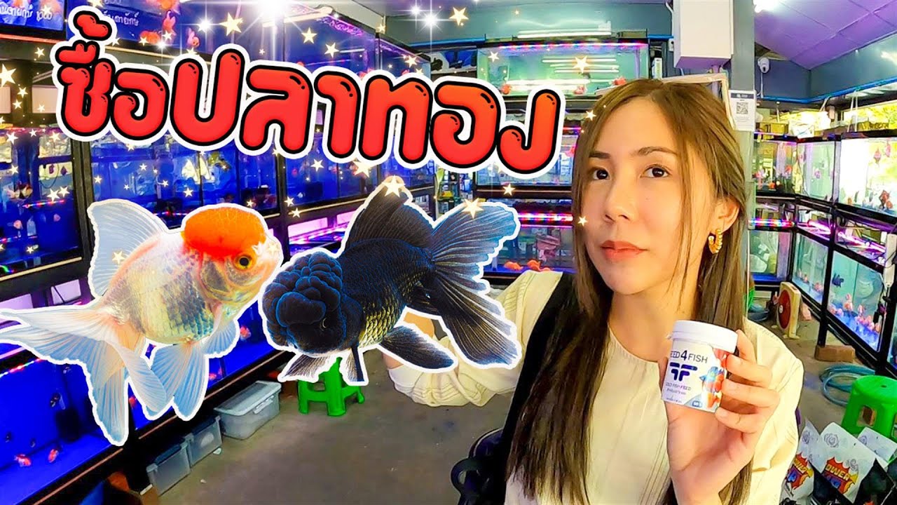 เดินจตุจักร ซื้อปลาทองมาเลี้ยง Walked to Chatuchak and bought a goldfish to raise.
