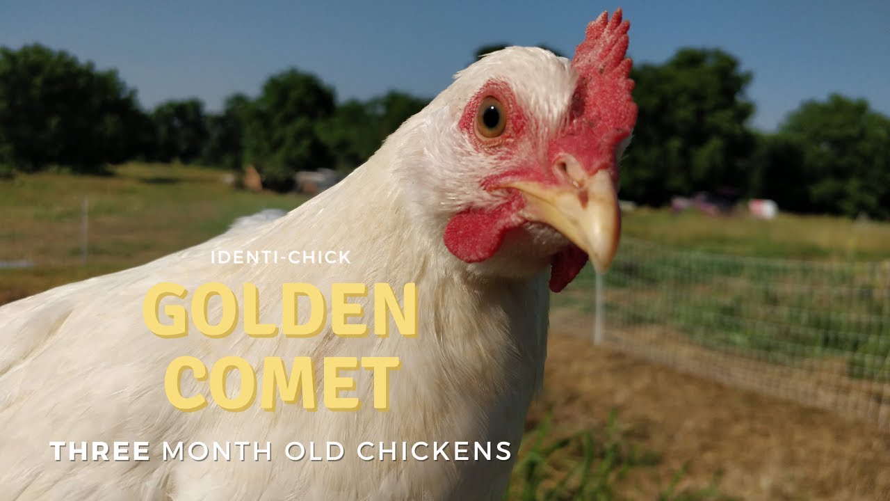 Golden Comet: 3-Month-Old Chickens 
