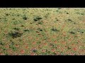 Why Are Plants Creating These Strange Pock Marks In The Australian Outback?