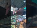 This Is Why Whistling Ducks Are AWESOME