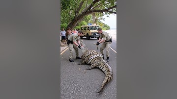 rescue crocodile from big snake