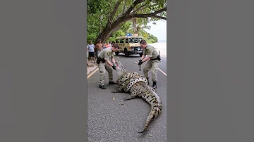 Rescue Crocodile From Big Snake 