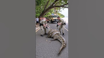 Thumbnail of rescue crocodile from big snake