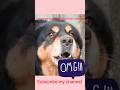 dog barking/bow bow #youtubeshorts #shortfeed #kuchuklar #animals #puppy