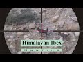 Himalayan Ibex Hunting In Pakistan | Passu Cones | Gilgit Baltistan | Giant Ibex | Part 01