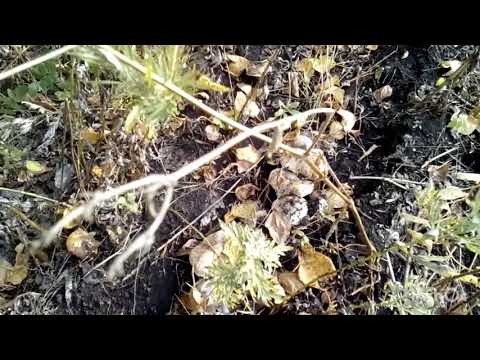 Грибы. Подтопольники. #грибы#подтопольники#начинающаяогородница