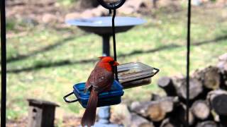Male Cardinal Eating Mealworms