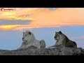 БЕЛЫЙ ЛЕВ и его королева покоряют вершину! Тайган. Lions life in Taigan.