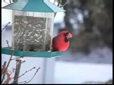 The wonderful Red Cardinal - Northern Cardinal