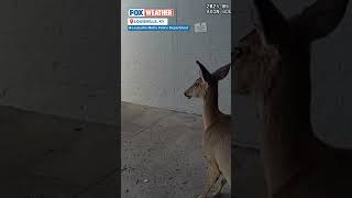 Police Escort 'Trespassing' Deer From Louisville YMCA