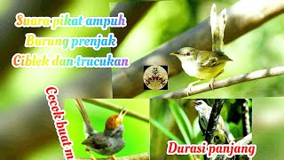 Kompilasi suara pikat burung prenjak,ciblek dan trucukan | terbukti ampuh untuk masteran